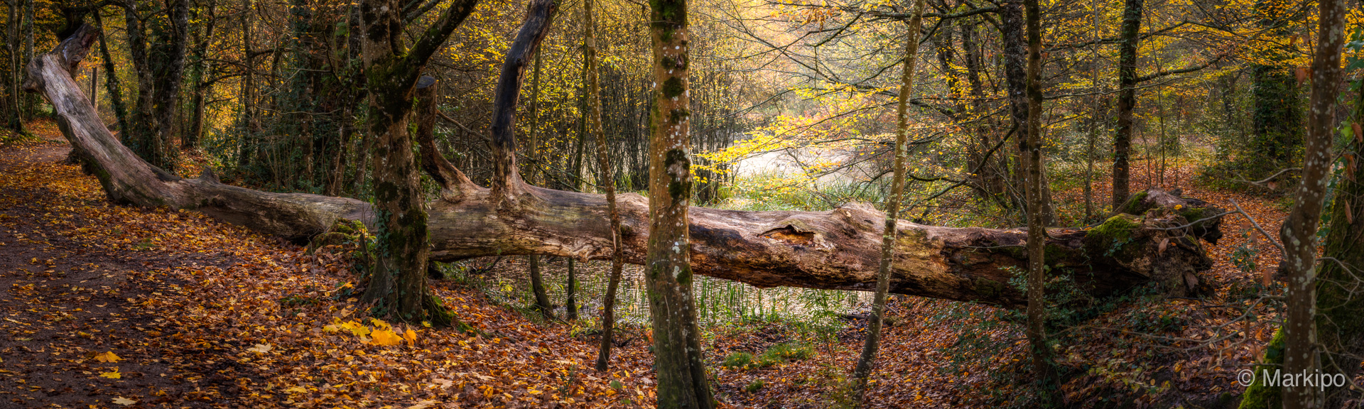 Markipo_Fallen_Oak-tree-1920px